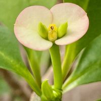 ハナキリン,トゲナシハナキリン,季節を楽しむ,金曜日の蕾たち,部屋の画像