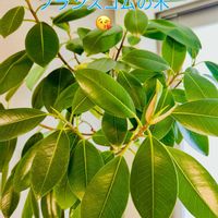 フランスゴムの木,フィカス,フィカス・ルビキノーサ,ジャワゴム,フィロデンドロン・パトリシアエの画像