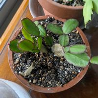 クンシラン,デンマークカクタス(シャコバサボテン),葉挿し,多肉初心者,多肉植物とサボテンの画像