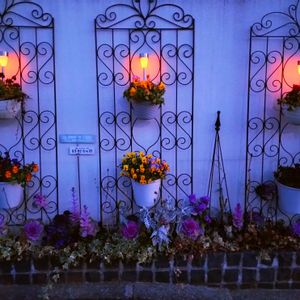 葉牡丹,ビオラ,虹色スミレ,ハンキング,ソーラーライトの画像