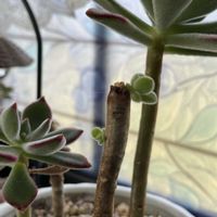 花のある暮らし,多肉植物ラブ,心の癒し,多肉植物癒し,屋外放置仲間の画像