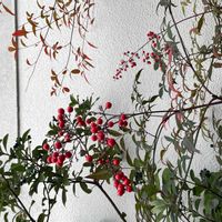 ナンテンの画像