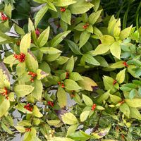 センリョウの画像