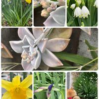 アヤメ,スイセン,スノーフレーク,エケベリア属,ご近所の画像