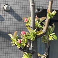 アンズ,カリン,#最前線のあなたへ,金曜日の蕾たち,明日はきっと良い日になるの画像