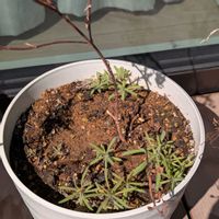 コキア,チョコレートコスモス,今日の一枚,おうち園芸の画像