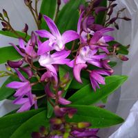 オカメザクラ,レモン,トクサ,多肉植物,今日のお花の画像