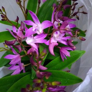 オカメザクラ,レモン,トクサ,多肉植物,今日のお花の画像