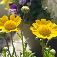 万両,ムルチコーレ,癒し,植物のある暮らしの画像