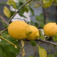 ハーデンベルギア,レモン,いつもありがとう♡,花のある暮らし,平和を願う☆の画像