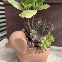 カランコエ,虹の玉,トリカラ―の画像