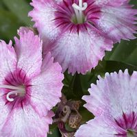 ナデシコ,ナデシコ,ナデシコ,ナデシコ,なでしこ  撫子  ナデシコの画像