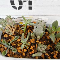 千代田の松,コンパクツム,キムナッキー,毛炎,アイボリーパゴダの画像