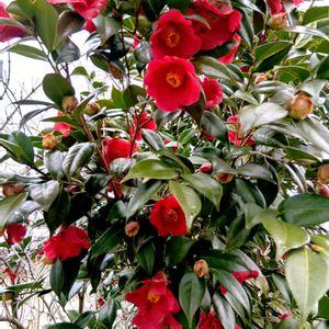 地植え,日当たりの良い場所,きれ～い❤,畑の画像