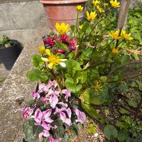 ツワブキの画像