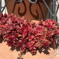 クリスマスローズ,火祭り,平和を願う☆の画像