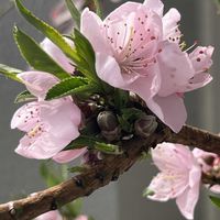 イチゴ,ブルーベリー,ブルーベリー オニール,いちご (よつぼし),いちご(恋みのり)の画像