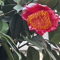 ツバキ,ハナミズキ,ヤマボウシ,レンギョウ,日月星の画像