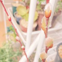 ネコヤナギ,ピンクパールネコヤナギ,室内管理の画像
