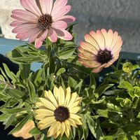 デージー,バラ,バラ,オステオスペルマム,ボンザマーガレットの画像