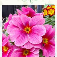 アジュガ,ガザニア,クンシラン,プリムラ　ジュリアン,キンギアナムの画像