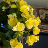 スイセン,ハナイカダ,ベゴニア,着生ランの画像