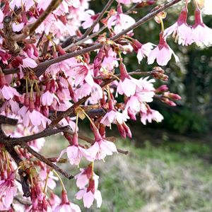 オカメザクラ,ピンクの花,イギリス,バラ科,さんぽの画像