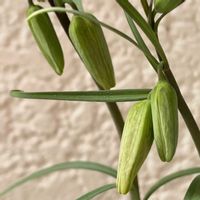 バイモ,フリティラリア,貝母百合・編笠百合(ばいもゆり・あみがさゆり),コンテナガーデン,キュンキュン乙女倶楽部の画像