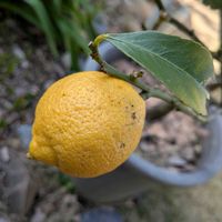 レモン,今日のお花,天草市,家庭園芸,小さな庭の画像