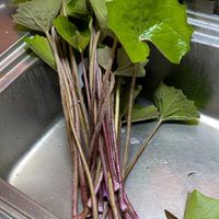 レモン,キャベツ,石蕗,穏やかな季節の画像