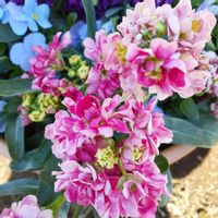 アリッサム,イチゴ,イベリス,ストック,ビオラの画像