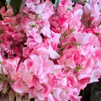 スイートピー,外出先にて,GSのみなさんに感謝♡,平和を願う,２０２５年同期の画像