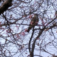 サクラ,フジ,河津桜,河津桜,カワヅザクラの画像