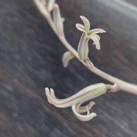 ハオルチア,ハオルチア,開花,お花,全斑の画像