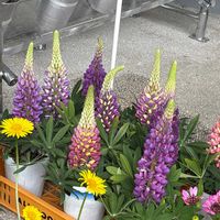 ルピナスの画像