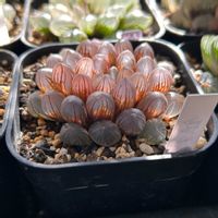 オブツーサ,ハオルチア,銀朱,多肉植物,軟葉系ハオルチアの画像