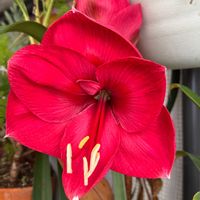 アマリリス,アマリリス レッドライオン,温室,+安曇野の画像