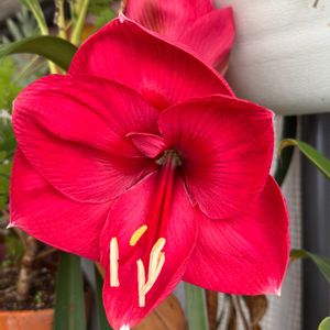 アマリリス,アマリリス レッドライオン,温室,+安曇野の画像