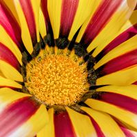 ガザニア,ガザニア,花のある暮らし,植物好き,自然の不思議の画像
