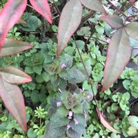 オーニソガラム,オレガノ,南天,葉牡丹,フキの画像