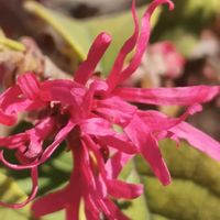 ボケ,ボケ,ユキヤナギ,ベニバナトキワマンサク,癒されるの画像