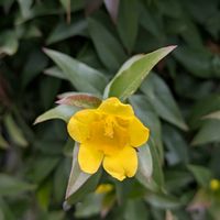 キリンソウ,ヒメリュウキンカ,ユキヤナギ,カランコエ・テッサ,キャロライナジャスミンの画像