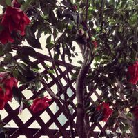 椿 つばき,花のある暮らし,古株さん,家庭菜園奮闘日記,家庭菜園の画像