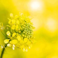 菜の花,黄色い花,鶴見川,東横線沿線の画像