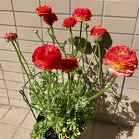 ラナンキュラス,ラナンキュラス セレンディ,ラナンキュラス  スプリンクル,ラナンキュラス スプリンクルス,ガーデニングの画像