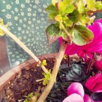 ランタナ,✨今日のお花✨,ランタナの新芽かも？,嬉しいな,親バカの画像