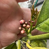 ぶどう,柑橘,家庭菜園,ベランダの画像