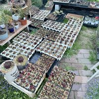 センペルビウム,多肉植物,ガーデニング,自宅無人販売,春のセンペル祭りの画像