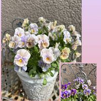 パンジー・ビオラ,ガーデニング,パンビオ,ビオラ・パンジー祭り♪,小さな庭の画像