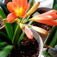 クンシラン,春到来！,室内縁側温室の画像